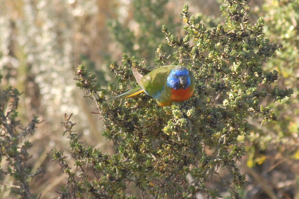 Scarlet-chested Parrot (Neophema splendida)